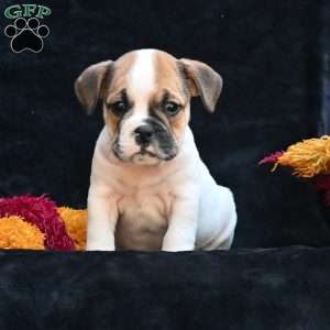 Jax, Miniature Bulldog Puppy